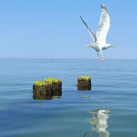 Der Strandkater Og Dg Priemer Gm 69667
