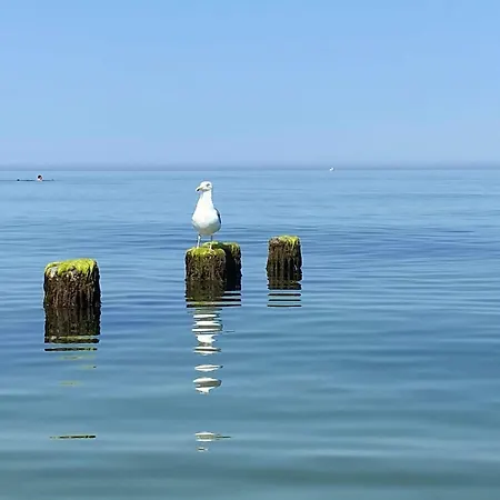 Der Strandkater Og Dg Priemer Gm 69667 * Muritz